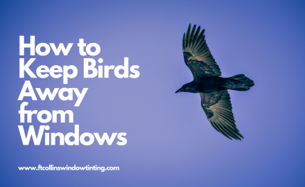 keep birds away from windows ft collins